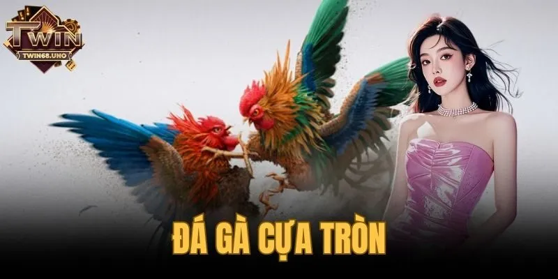 đá gà cựa tròn