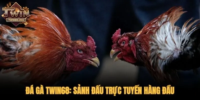 Đá gà TWIN68 nền tảng uy tín và công nghệ livestream vượt trội