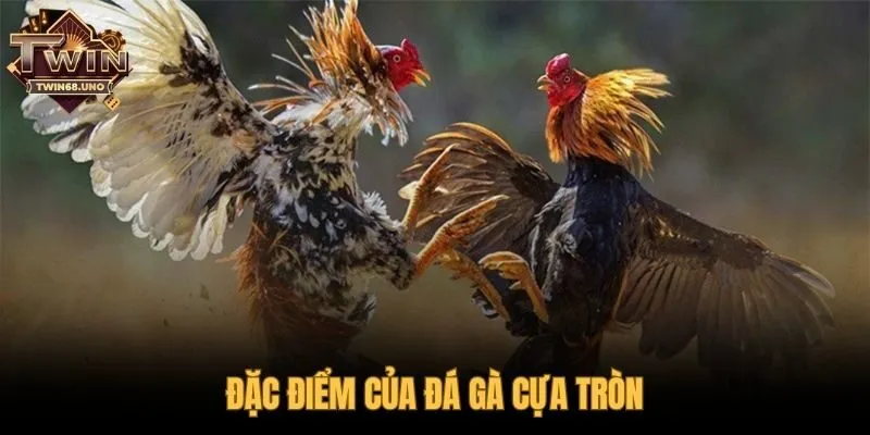 Đá gà cựa tròn thể hiện cuộc đọ sức bền bỉ của chiến kê