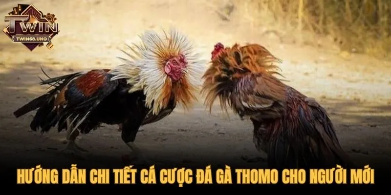 Cược đá gà Thomo với ba loại kèo Meron Wala BDD