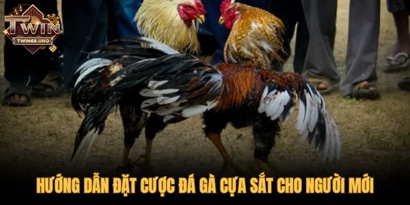 Các bước tham gia đặt cược nhanh chóng cho tân binh