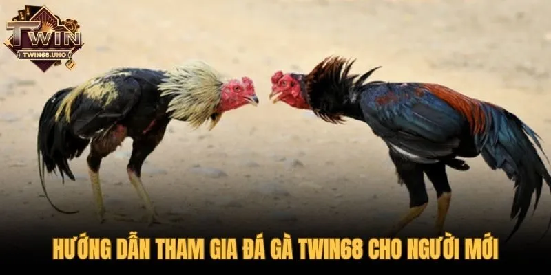 Quy trình 5 bước đơn giản để tham gia đá gà TWIN68