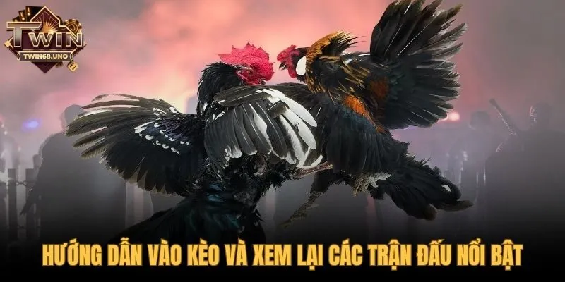 Cách vào kèo và xem lại các trận đá gà C1 kinh điển