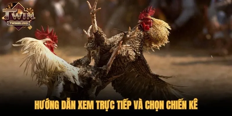 Xem đá gà cựa tròn và kinh nghiệm chọn chiến kê dũng mãnh