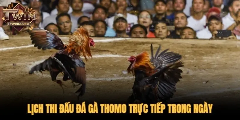 Theo dõi lịch đấu đá gà Thomo được cập nhật mỗi ngày