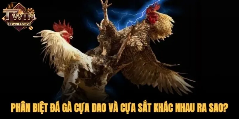 Đá gà cựa dao tốc độ đối lập cựa sắt sức bền