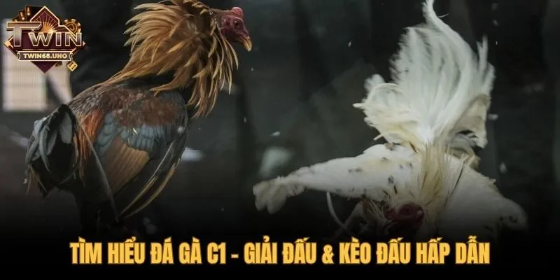 Giải đấu đá gà C1 và các kèo đấu trí tuệ hấp dẫn