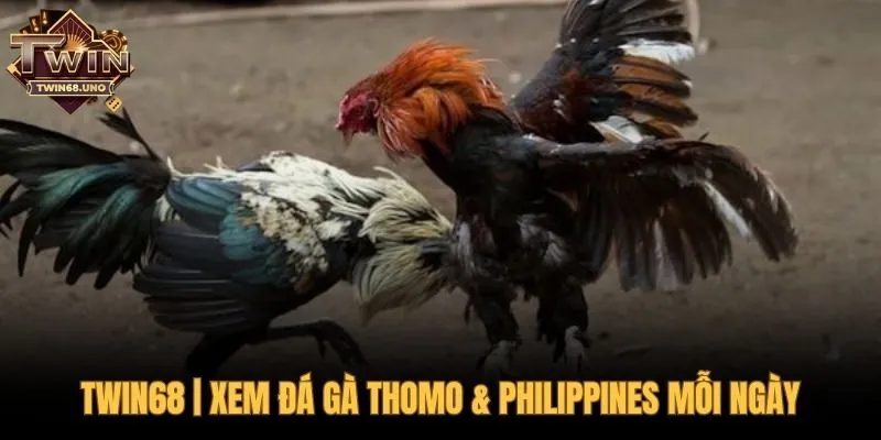 TWIN68 xem đá gà cựa dao full HD không giật lag