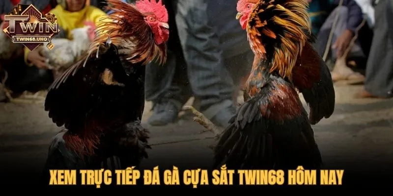 Trải nghiệm xem trực tiếp các trận đá gà sắc nét kịch tính