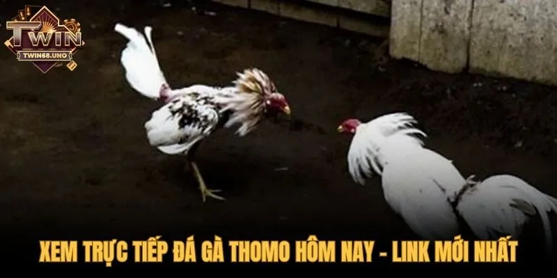 Trải nghiệm xem đá gà Thomo mượt mà không gián đoạn